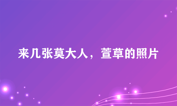 来几张莫大人，萱草的照片