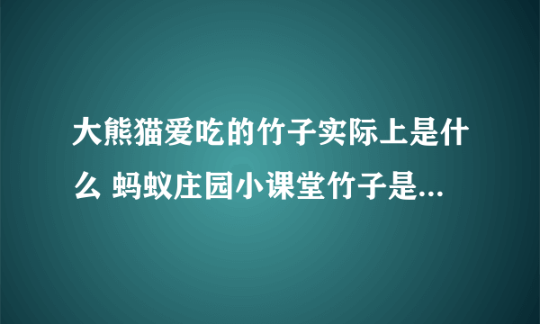 大熊猫爱吃的竹子实际上是什么 蚂蚁庄园小课堂竹子是草还是树