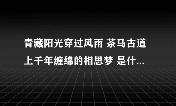 青藏阳光穿过风雨 茶马古道上千年缠绵的相思梦 是什么歌的歌？