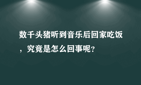 数千头猪听到音乐后回家吃饭，究竟是怎么回事呢？