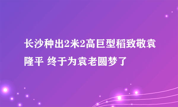 长沙种出2米2高巨型稻致敬袁隆平 终于为袁老圆梦了