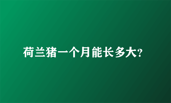 荷兰猪一个月能长多大？
