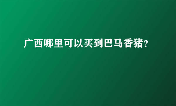 广西哪里可以买到巴马香猪？