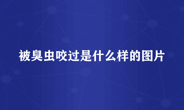 被臭虫咬过是什么样的图片