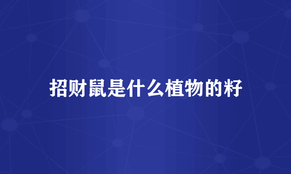 招财鼠是什么植物的籽