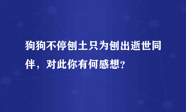 狗狗不停刨土只为刨出逝世同伴，对此你有何感想？