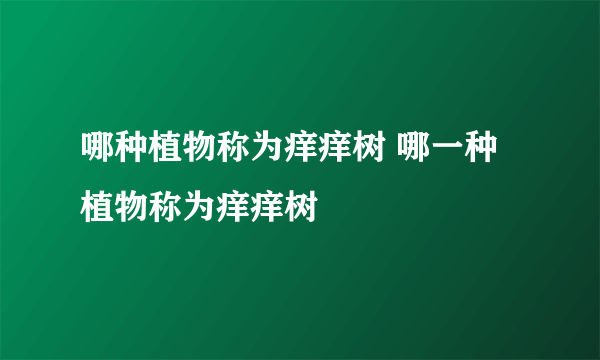 哪种植物称为痒痒树 哪一种植物称为痒痒树