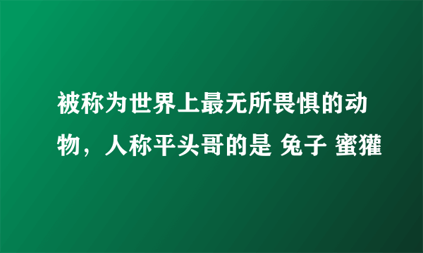 被称为世界上最无所畏惧的动物，人称平头哥的是 兔子 蜜獾