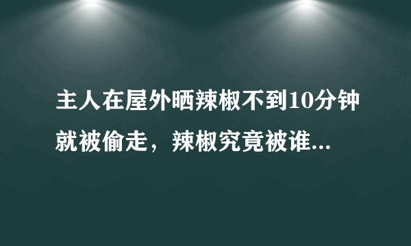 主人在屋外晒辣椒不到10分钟就被偷走，辣椒究竟被谁偷走了？
