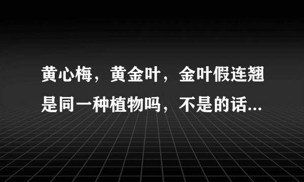 黄心梅，黄金叶，金叶假连翘是同一种植物吗，不是的话有什么区别