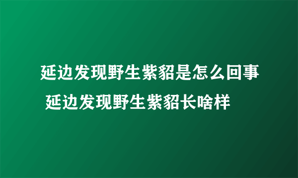 延边发现野生紫貂是怎么回事 延边发现野生紫貂长啥样