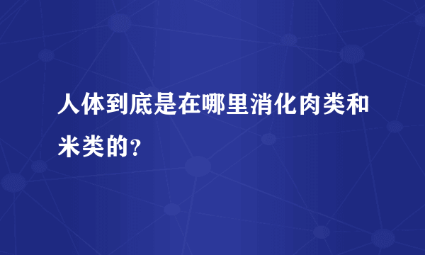 人体到底是在哪里消化肉类和米类的？