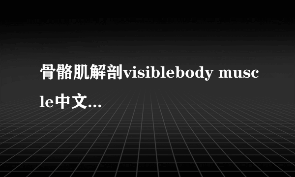 骨骼肌解剖visiblebody muscle中文版安装及设置